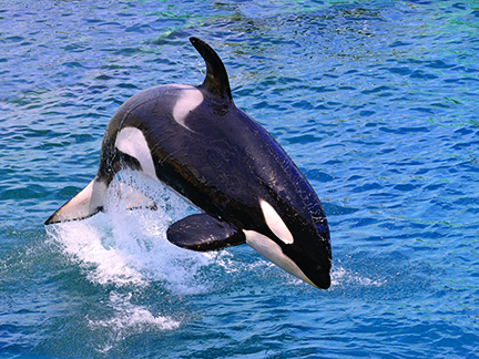 Killer whale jumping out of water