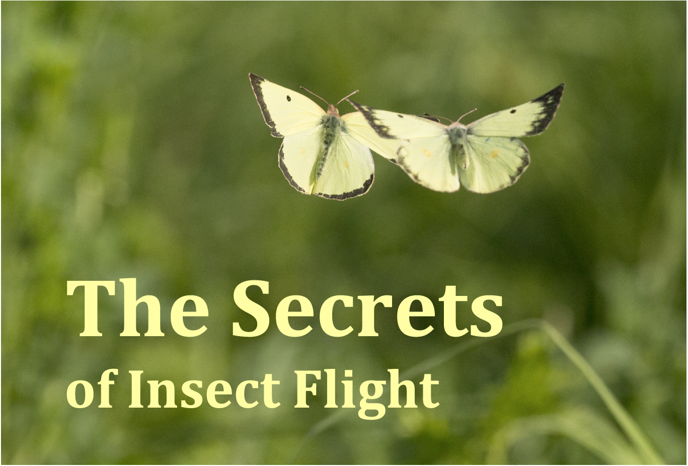 Fly Insect Summiting The Secrets of Insect Flight – Creation Without Compromise