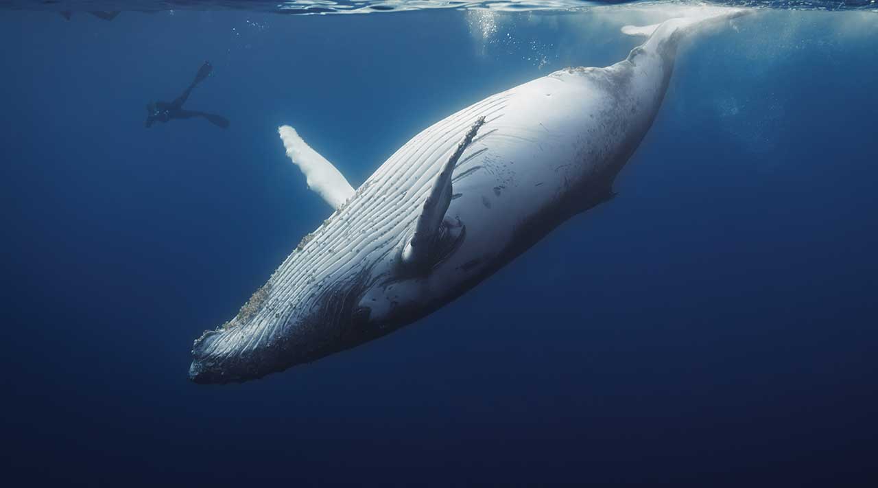 whale3