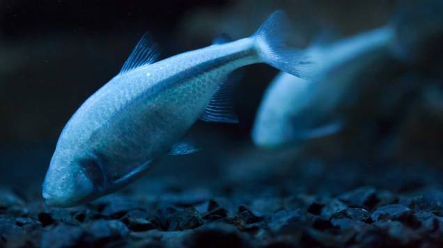 blind-fish